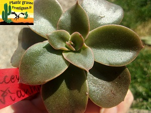 Echeveria Ages Sombres