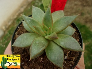 Echeveria Air du Temps