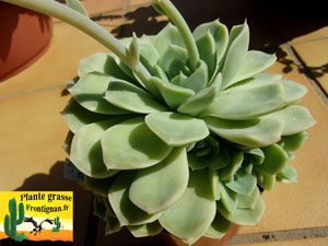 Echeveria Albina