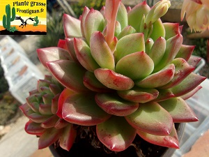 Echeveria Aline