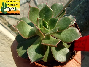 Echeveria Allumeuse