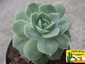 Echeveria Altina