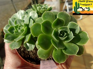 Echeveria Ambre Verte