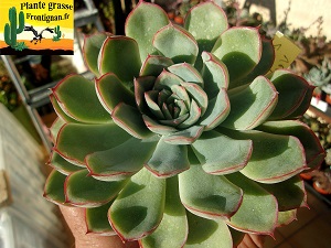 Echeveria Ame Verte