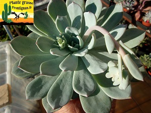 Echeveria Andromede