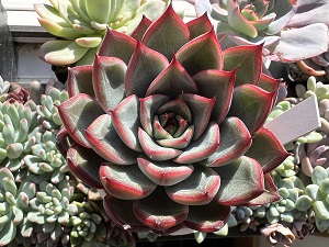 Echeveria Anita