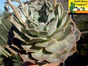 Echeveria Annees Folles