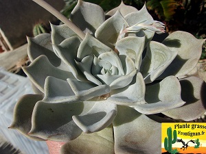 Echeveria Anouchka