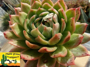 Echeveria Anthea