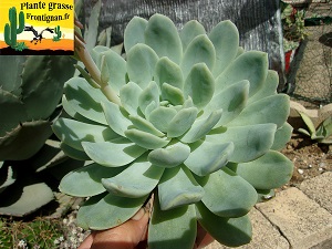 Echeveria Antilles