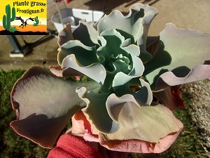 Echeveria Aquarelle