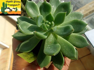 Echeveria Ardente