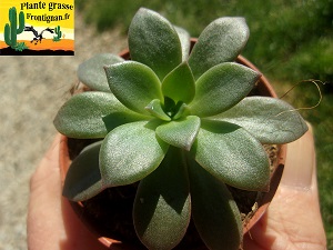Echeveria Arion