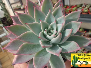 Echeveria Aura