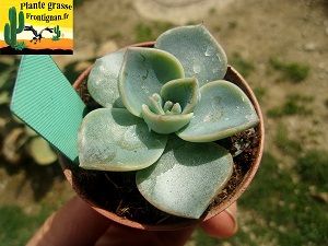 Echeveria Avenir