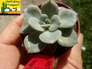 Echeveria Aziza