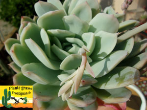 Echeveria Azur