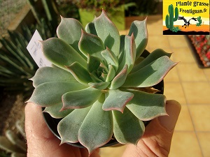 Echeveria Ballade Nocturne