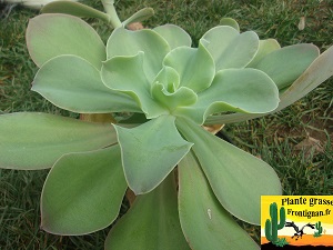 Echeveria Bambina