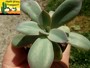 Echeveria Barbare