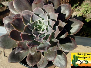 Echeveria Batucada