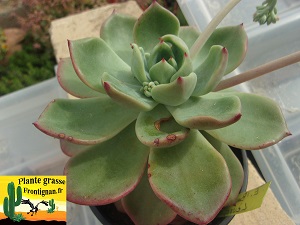 Echeveria Baume a Levres