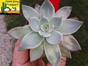 Echeveria Beau Jour