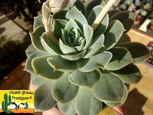 Echeveria Belle Epoque