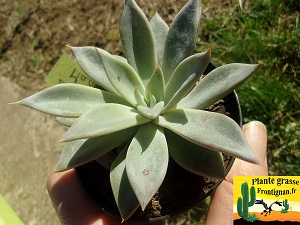 Echeveria Belle Madone