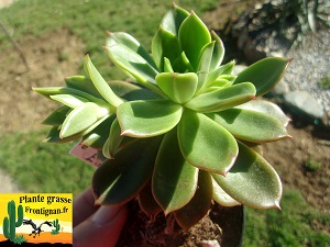 Echeveria Belle de Cadix
