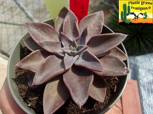 Echeveria Belle de Minuit