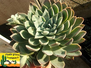 Echeveria Beryl