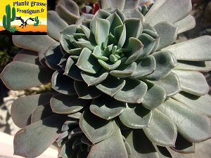 Echeveria Bise