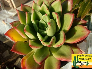 Echeveria Bodega