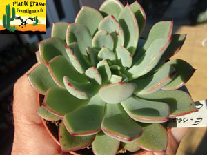 Echeveria Bois des Elfes