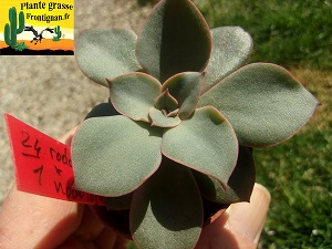 Echeveria Bonne Aventure