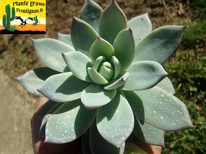 Echeveria Bossa Nova
