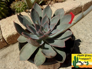 Echeveria Braise