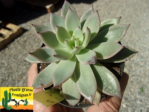 Echeveria C Est le Destin
