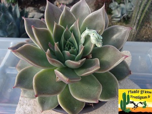 Echeveria Cabotine