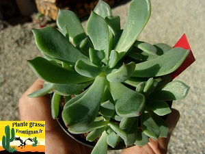 Echeveria Camena