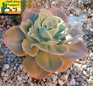 Echeveria Capicursina