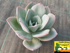 Echeveria Capitale