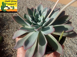Echeveria Capitole