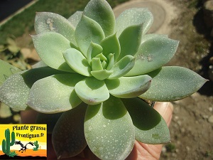 Echeveria Carene