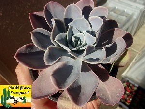 Echeveria Carmagnole