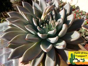 Echeveria Castille