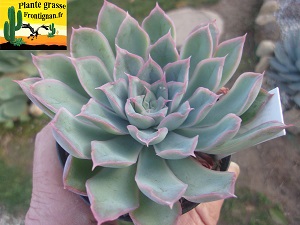 Echeveria Catimini