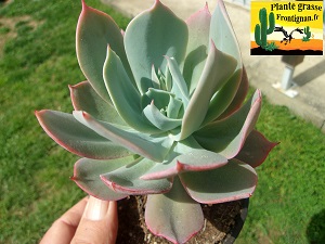 Echeveria Catine