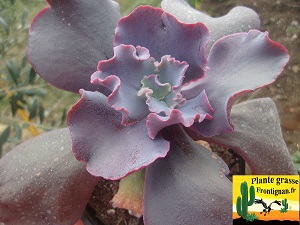 Echeveria Cerbere